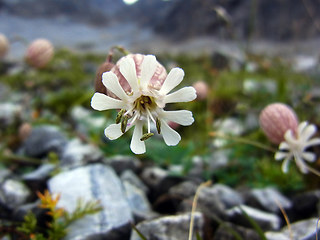 Silene vulgaris ssp. glareosa