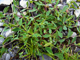 Silene vulgaris ssp. glareosa