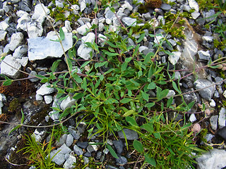 Silene vulgaris ssp. glareosa