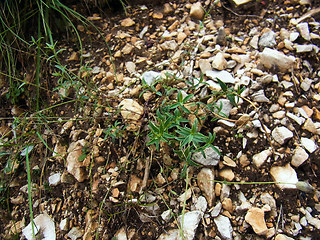 Silene vulgaris ssp. glareosa