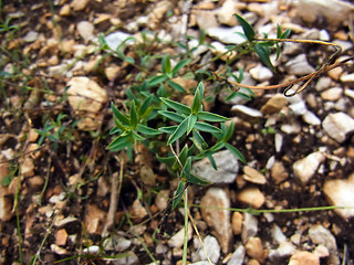 Silene vulgaris ssp. glareosa