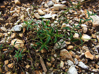 Silene vulgaris ssp. glareosa