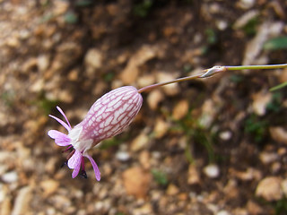 Silene vulgaris ssp. glareosa