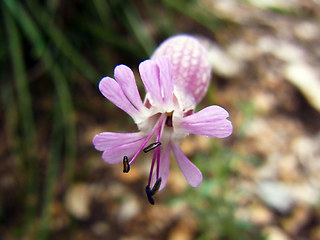 Silene vulgaris ssp. glareosa