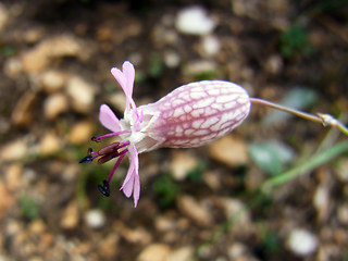 Silene vulgaris ssp. glareosa