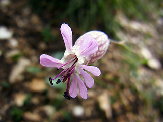 Silene vulgaris ssp. glareosa