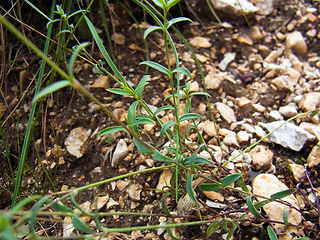 Silene vulgaris ssp. glareosa