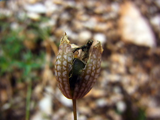 Silene vulgaris ssp. glareosa