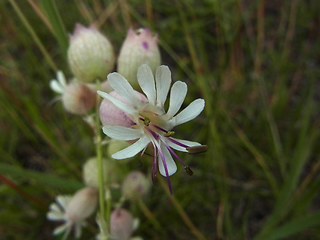 Silene vulgaris ssp. vulgaris