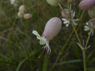 Silene vulgaris ssp. vulgaris