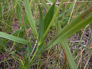 Silene vulgaris ssp. vulgaris
