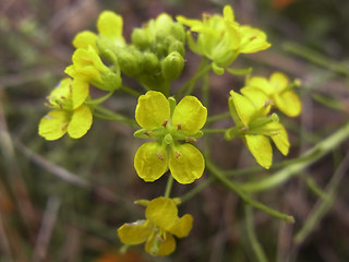 Sisymbrium loeselii