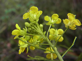 Sisymbrium loeselii