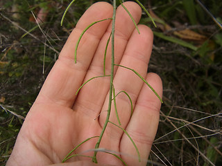 Sisymbrium loeselii