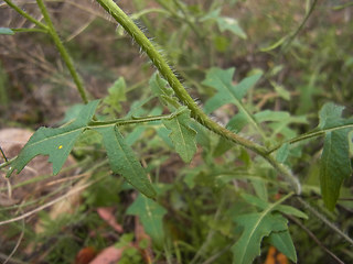 Sisymbrium loeselii