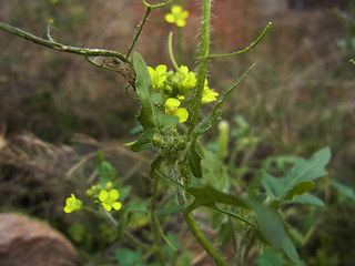 Sisymbrium loeselii