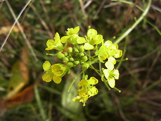 Sisymbrium loeselii