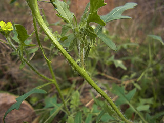 Sisymbrium loeselii