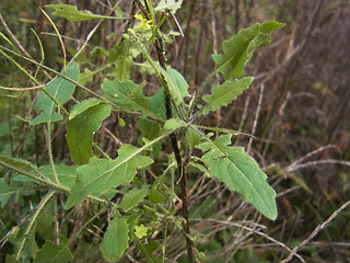 Sisymbrium loeselii