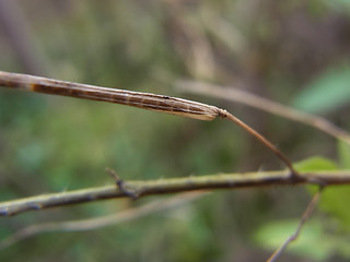 Sisymbrium loeselii