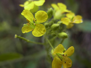 Sisymbrium loeselii