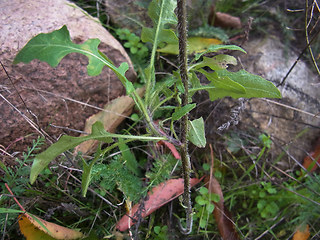 Sisymbrium loeselii