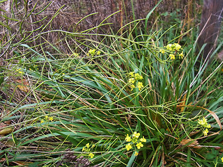 Sisymbrium loeselii