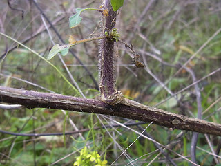 Sisymbrium loeselii