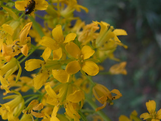 Sisymbrium strictissimum