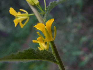 Sisymbrium strictissimum