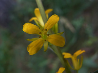 Sisymbrium strictissimum