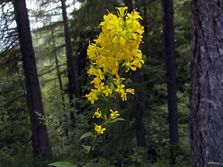 Sisymbrium strictissimum