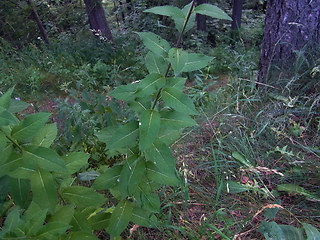 Sisymbrium strictissimum