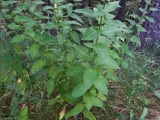 Sisymbrium strictissimum