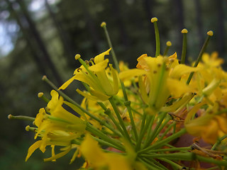 Sisymbrium strictissimum