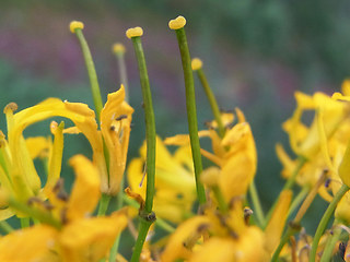 Sisymbrium strictissimum