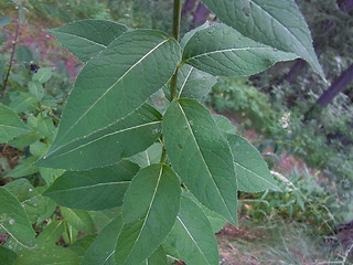 Sisymbrium strictissimum