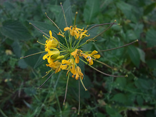 Sisymbrium strictissimum