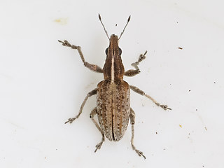 Sitona gressorius