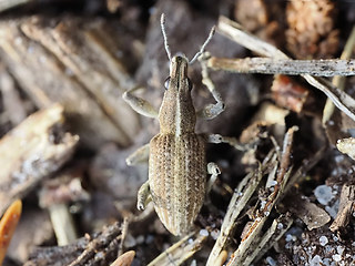 Sitona gressorius