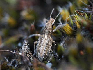 Sitona gressorius
