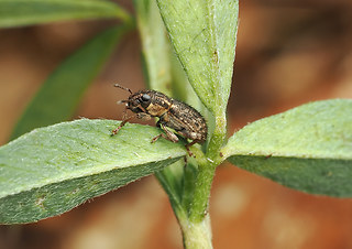 Sitona hispidulus