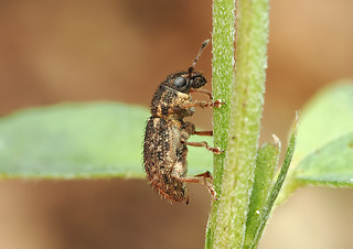 Sitona hispidulus