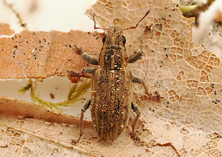 Sitona lineatus