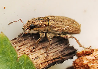 Sitona lineatus