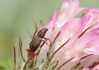Sitona sulcifrons