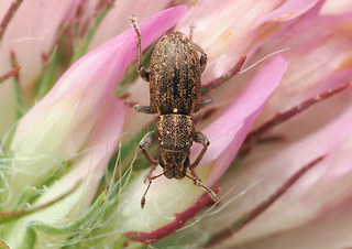 Sitona sulcifrons