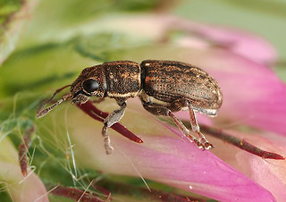 Sitona sulcifrons