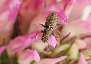 Sitona sulcifrons