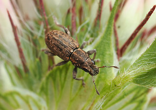 Sitona sulcifrons
